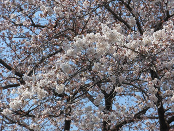 170428_sakura2.jpg