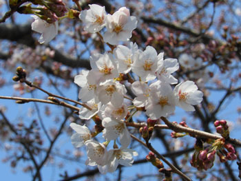 170428_sakura3.jpg