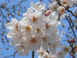 170428_sakura4.jpg