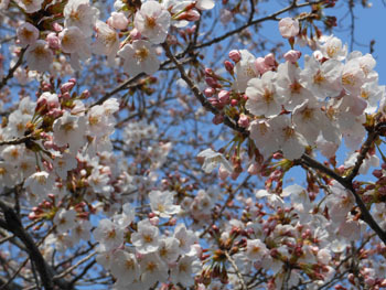 170428_sakura5.jpg