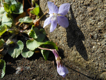 170428_tatitubo_s4.jpg