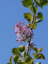 170516_lilac1.jpg