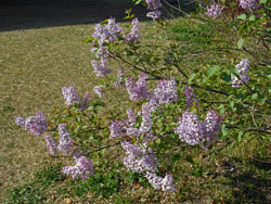170516_lilac2.jpg