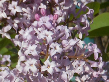 170516_lilac4.jpg