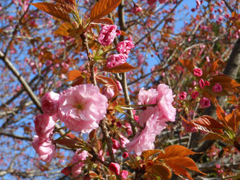 170516_yaezakura1.jpg