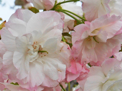 170518_sato_z6.jpg