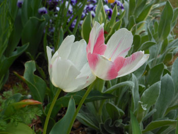 170519_tulip3.jpg