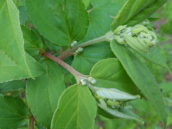 170519_utugi.jpg