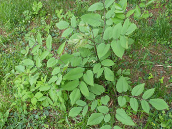 170618_udo.jpg
