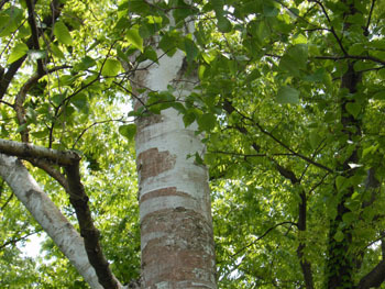 170621_sirakaba.jpg