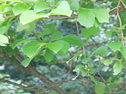 170716_sawafutagi.jpg