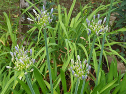 170820_agapanthus1.jpg
