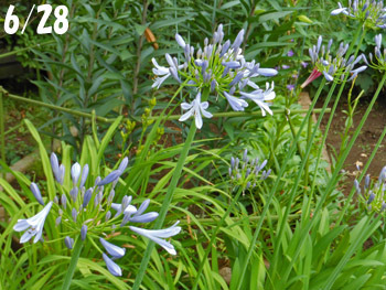 170820_agapanthus2.jpg