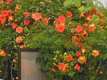 170823_nouzen_k2.jpg