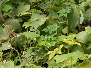 171026_kanamugura1.jpg