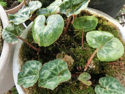 171104_m_cyclamen.jpg