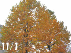 171115_yurinoki1.jpg