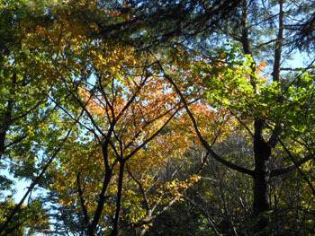 171121_zokibayasi.jpg