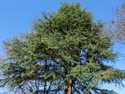 171222_himaraya_s1.jpg