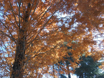 171222_metasequoia5.jpg