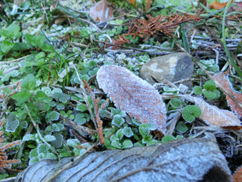 180116_frost2.jpg