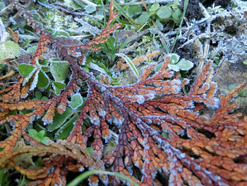 180116_frost3.jpg