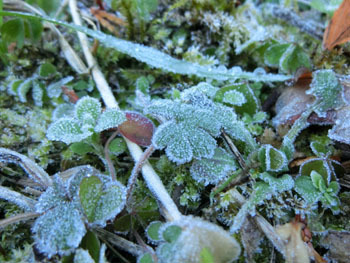 180116_frost4.jpg