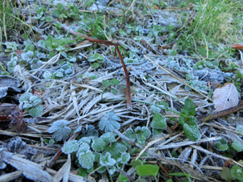 180116_frost5.jpg