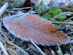 180116_frost6.jpg