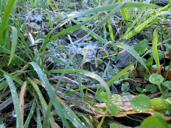 180116_frost7.jpg