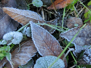 180116_frost8.jpg