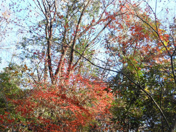 180116_iroha_k3.jpg