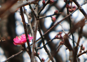 180118_ume3.jpg