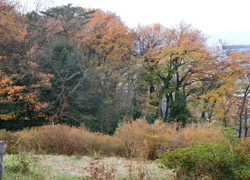 180118_zokibayasi.jpg