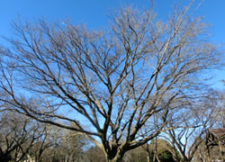 180128_enoki.jpg