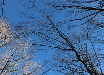 180128_negund_h_mok.jpg