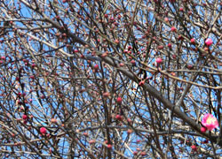 180128_ume1.jpg