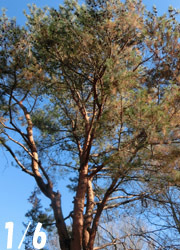 180206_akamatu.jpg