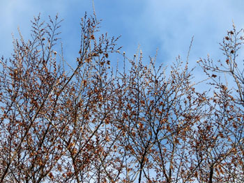 180219_inuside1.jpg