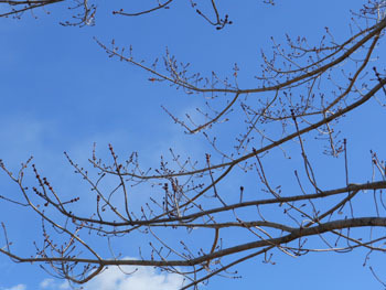 180304_a_hananoki03.jpg