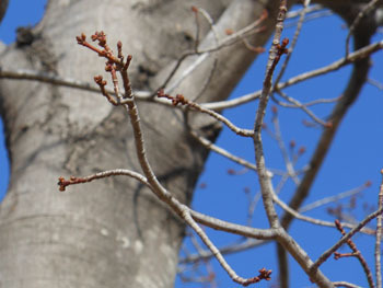 180304_a_hananoki06.jpg