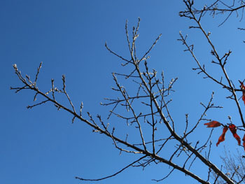 180304_kunugi2.jpg