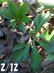 180306_helleborus1.jpg