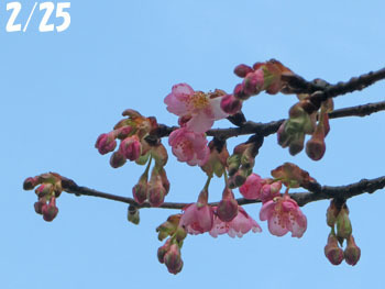 180311_kawadu_z1.jpg