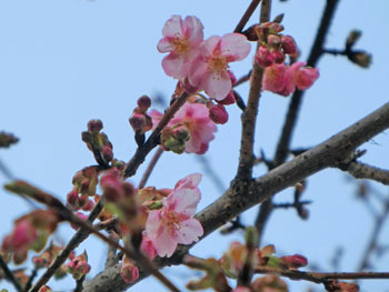 180311_kawadu_z2.jpg