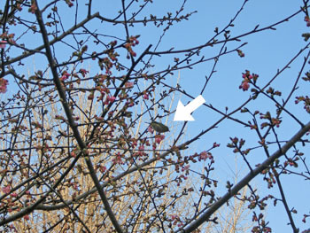 180311_kawadu_z3.jpg
