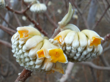 180311_mitumata3.jpg