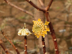 180311_mitumata5.jpg