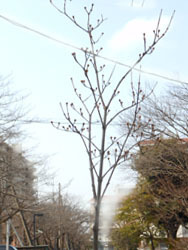 180311_sanshuyu1.jpg