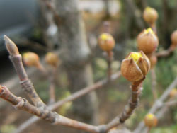 180311_sanshuyu3.jpg